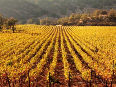 viña de vinos en otoño