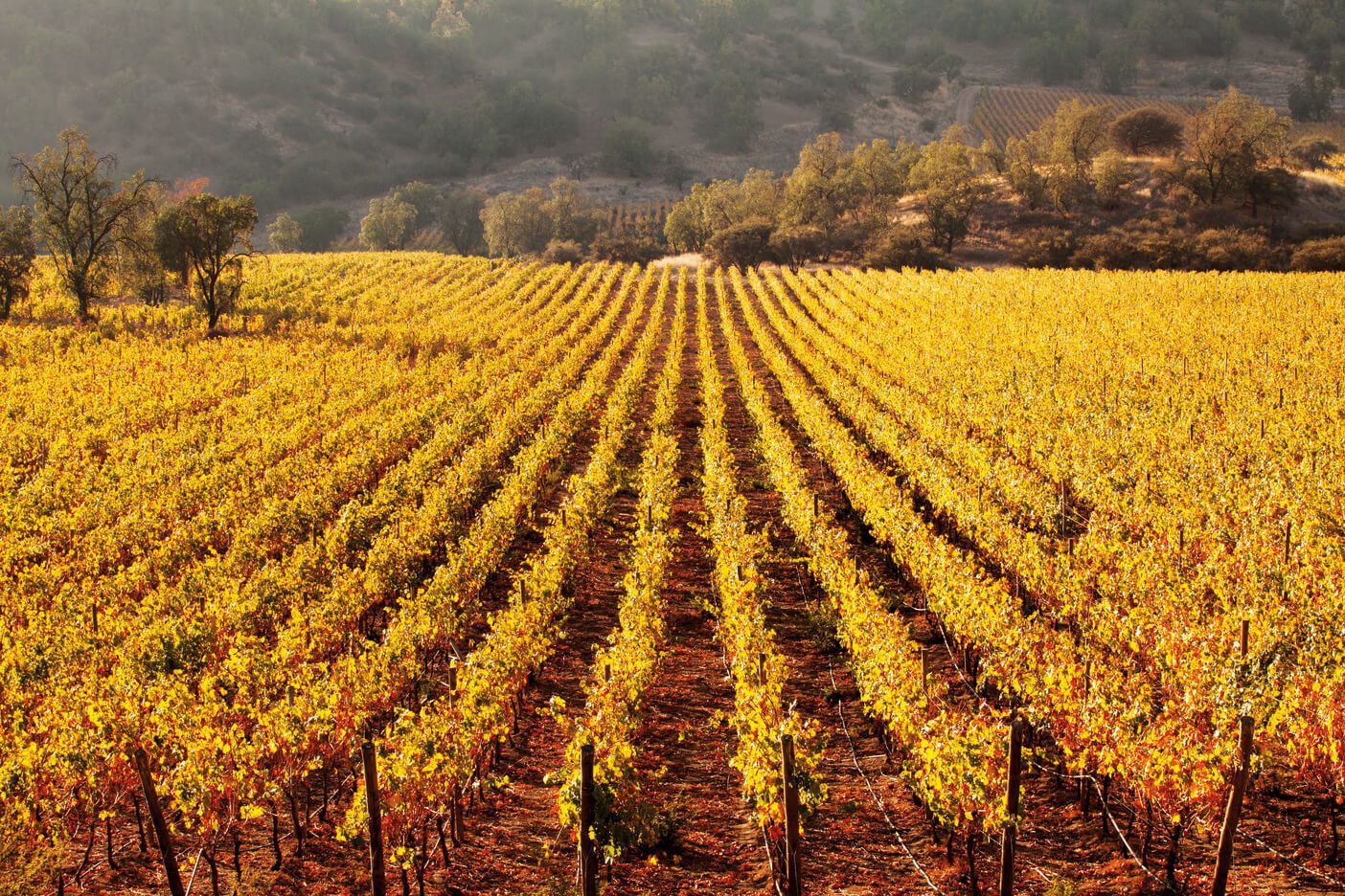 viña de vinos en otoño